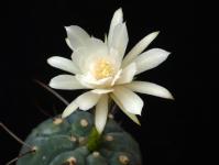 Thumbnail of 1840.1_Matucana madisoniorum albiflora_20150721(1).JPG